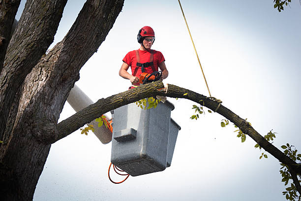 Professional Tree Service in Vanceboro, NC